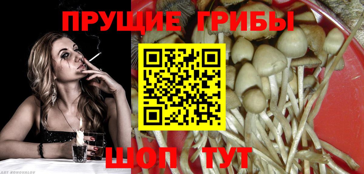 Галлюциногенные грибы Psilocybe  Вход с VPN  где найти наркотики  Тара 